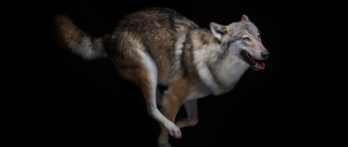 Präparat eines Wolfes, Dauerausstellung Schauplatz Natur