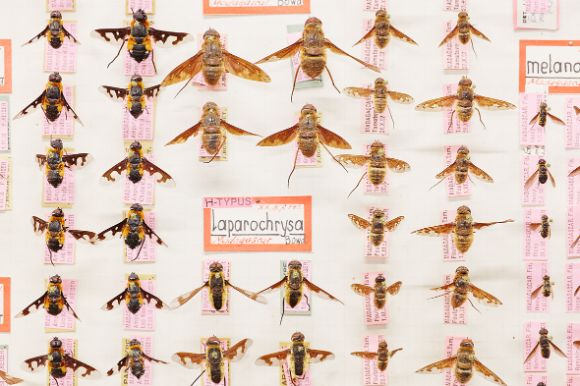 Wollschweber/Hummelfliegen (Bombyliidae)
